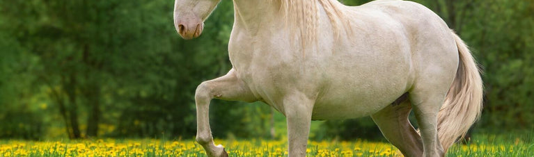 Swing into Spring! Tips to Prevent Founder in Horses