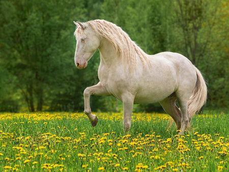 Swing into Spring! Tips to Prevent Founder in Horses