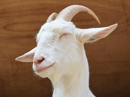 Feeding Baking Soda to Your Goats