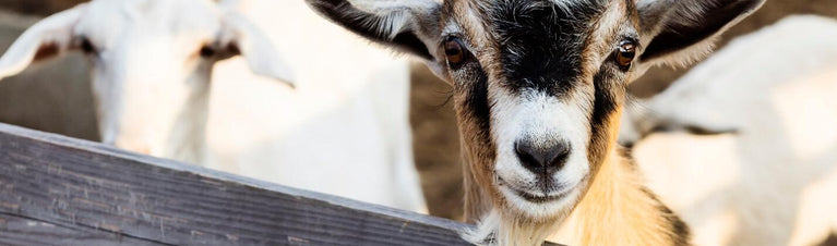 Goats and Ammonia: A Health Risk Well Worth Addressing?