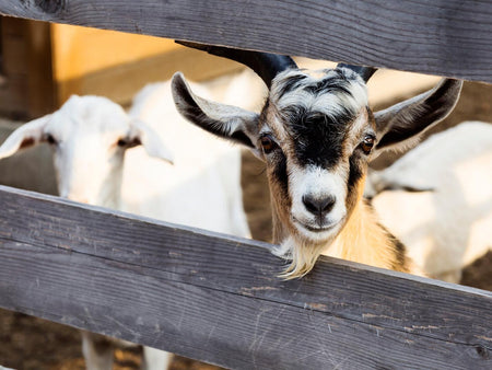 Goats and Ammonia: A Health Risk Well Worth Addressing?