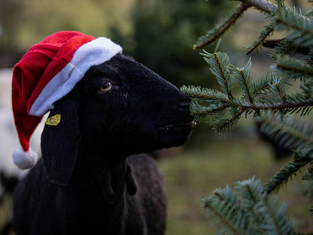 Preparing and Caring for Your Goats in Winter