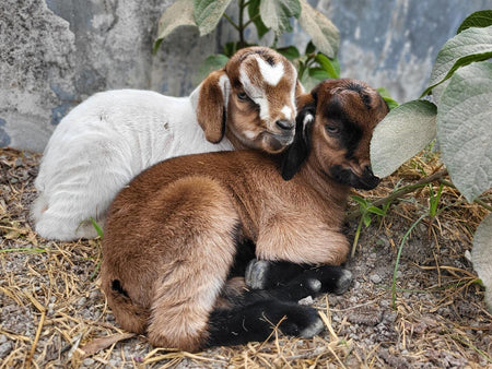 Birthing Goat Kids: Goat Labor Timeline