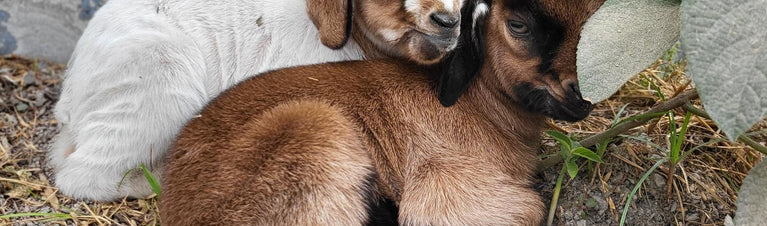 Gestation Period of a Goat: Birthing Kids Labor Timeline
