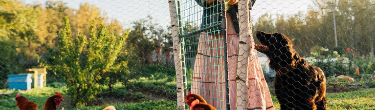 Top 20 Mistakes New Chicken Owners Make (And How to Avoid Them)!