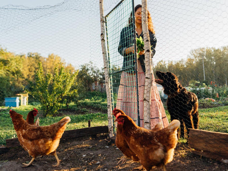 Top 20 Mistakes New Chicken Owners Make (And How to Avoid Them)!