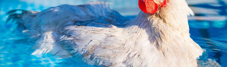 DIY Chicken Enrichment Ideas for Backyard Flocks
