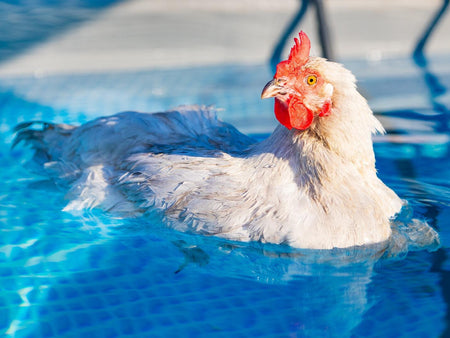 DIY Chicken Enrichment Ideas for Backyard Flocks