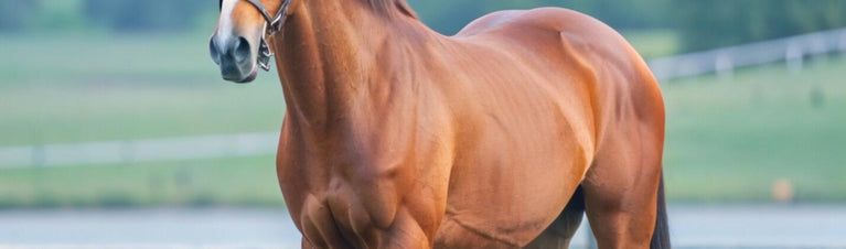 5 Reasons Calf-Manna® Makes Sense for Horses