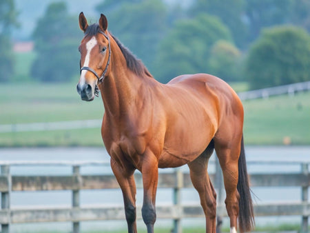 5 Reasons Calf-Manna® Makes Sense for Horses