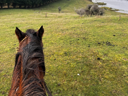 Preventing and Treating the 6 Most Common Skin Irritations in Horses