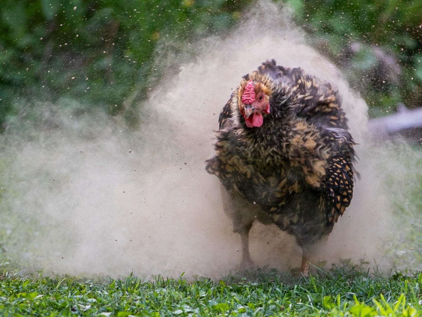 How to Build a Dust Bath for Chickens: A Complete Guide | MannaPro