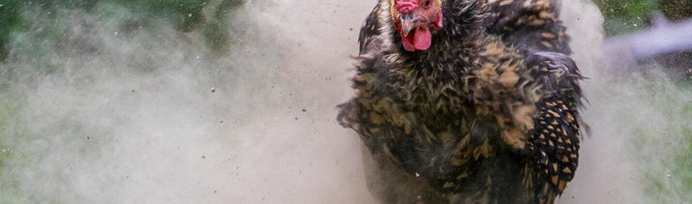 How to Build a Dust Bath for Chickens: A Complete Guide