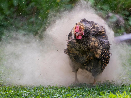 How to Build a Dust Bath for Chickens: A Complete Guide