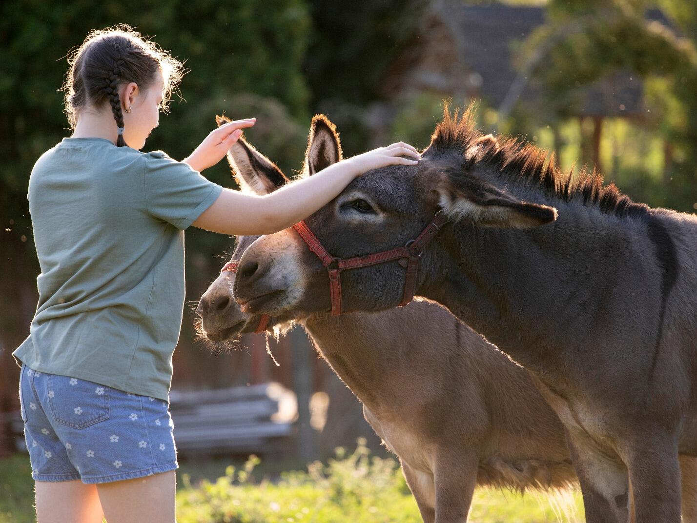 The Versatile Donkey | MannaPro