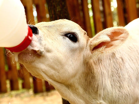 Milk Replacers: Bottle Feeding & Beyond