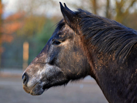 The Underweight Senior Horse: A Before and After Story