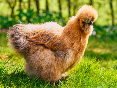 Types of Chickens: Silkie Breed