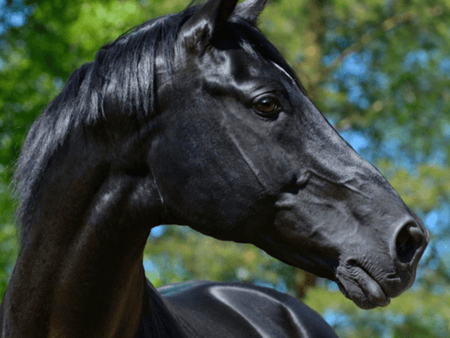 Goodbye, Sun Bleaching! 6 Summer Horse Grooming Tips