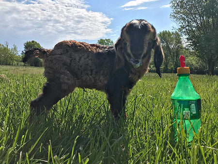 Feeding Milk Replacer in Goat Kids