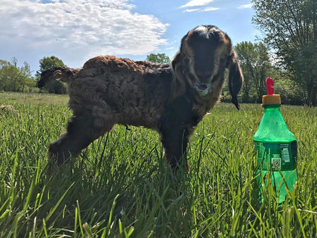 Feeding Milk Replacer in Goat Kids