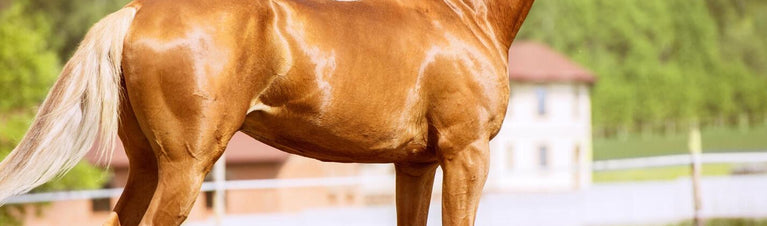 Simple Steps For Senior Horse Weight Gain