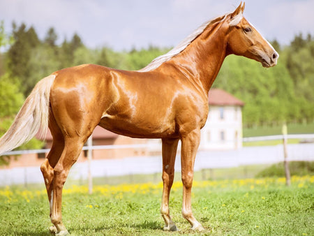 Simple Steps For Senior Horse Weight Gain