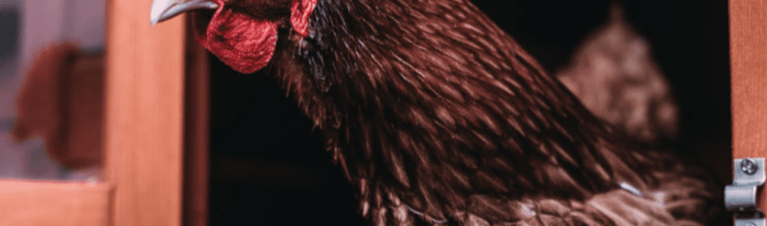 Top 6 Chicken Diseases