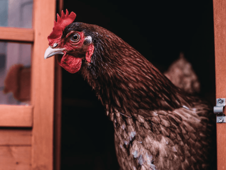 Top 6 Chicken Diseases