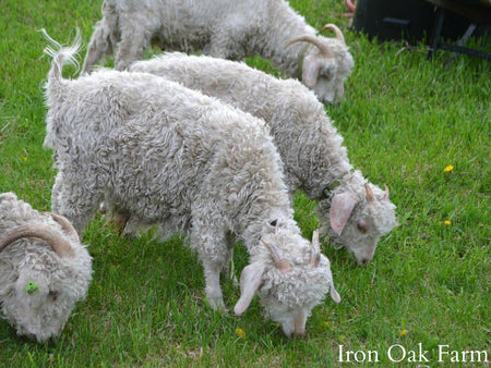 Raising Fiber Goats 101