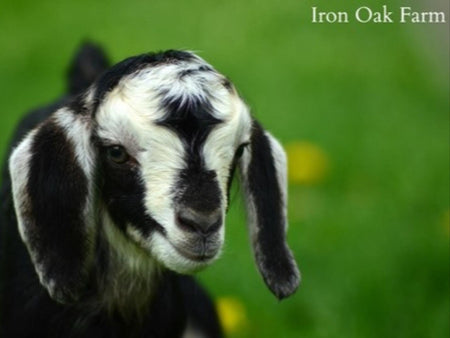 Raising Goat Kids: Nutrition, Udder Care and Digestion