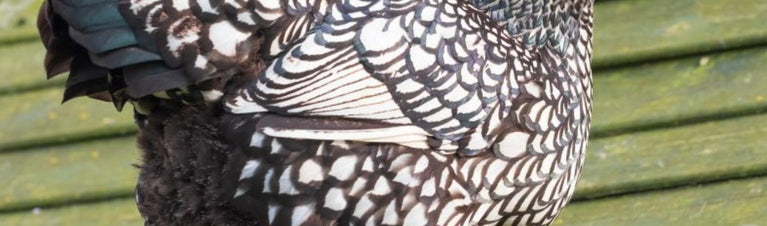 Wyandotte Chicken Breed Profile: A Handsome Homestead Favorite