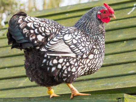 Wyandotte Chicken Breed Profile: A Handsome Homestead Favorite