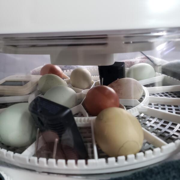 baby chicks hatching in incubator