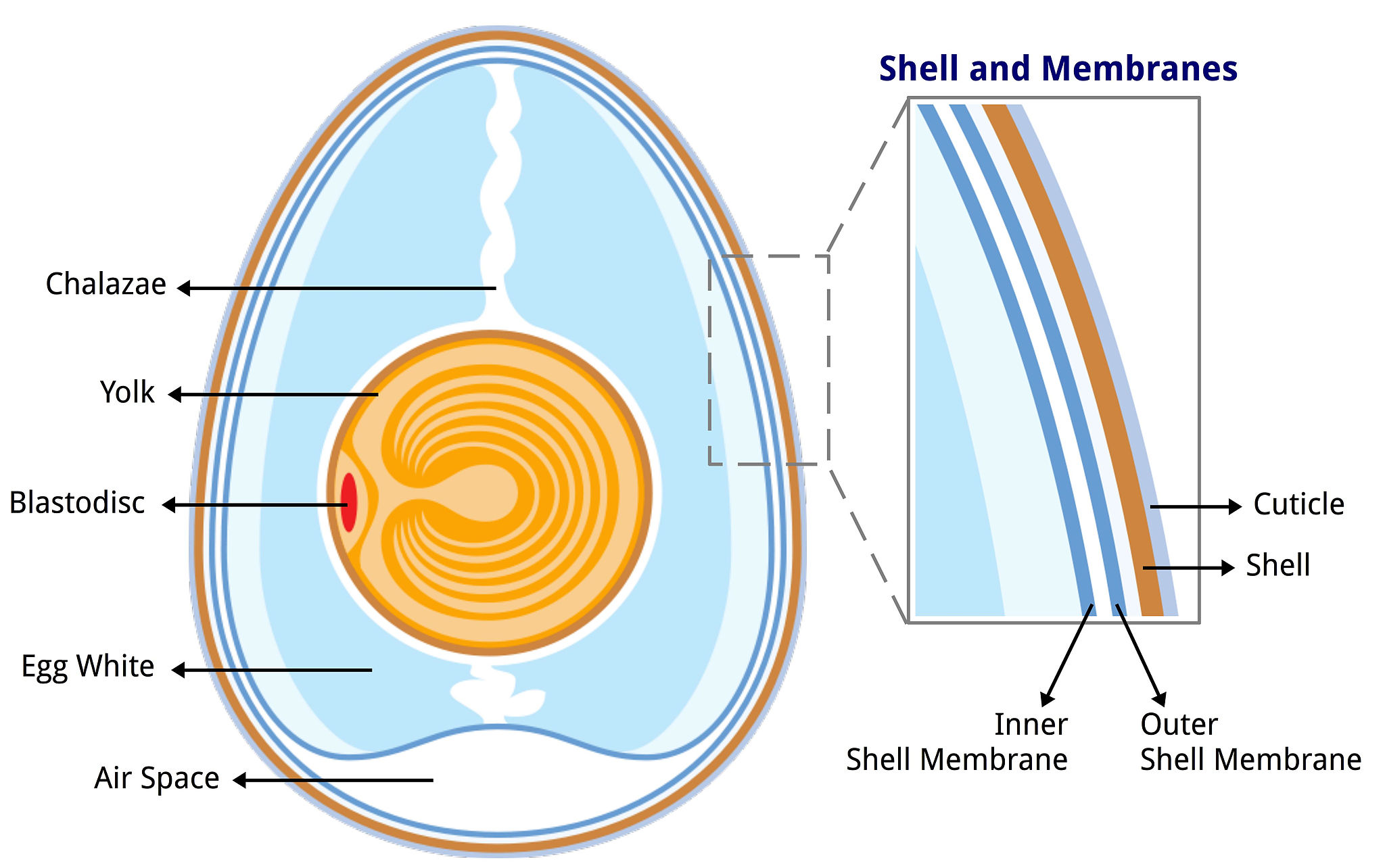 The Anatomy Of An Egg