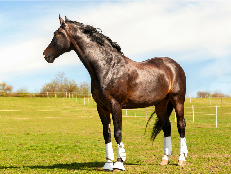 The Real Facts on Stabilized Rice Bran for Horses