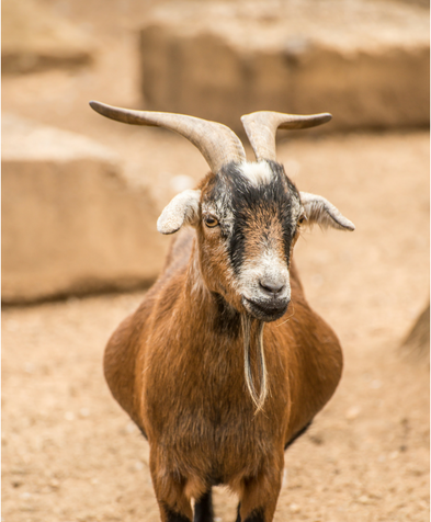 angora pygmy goats