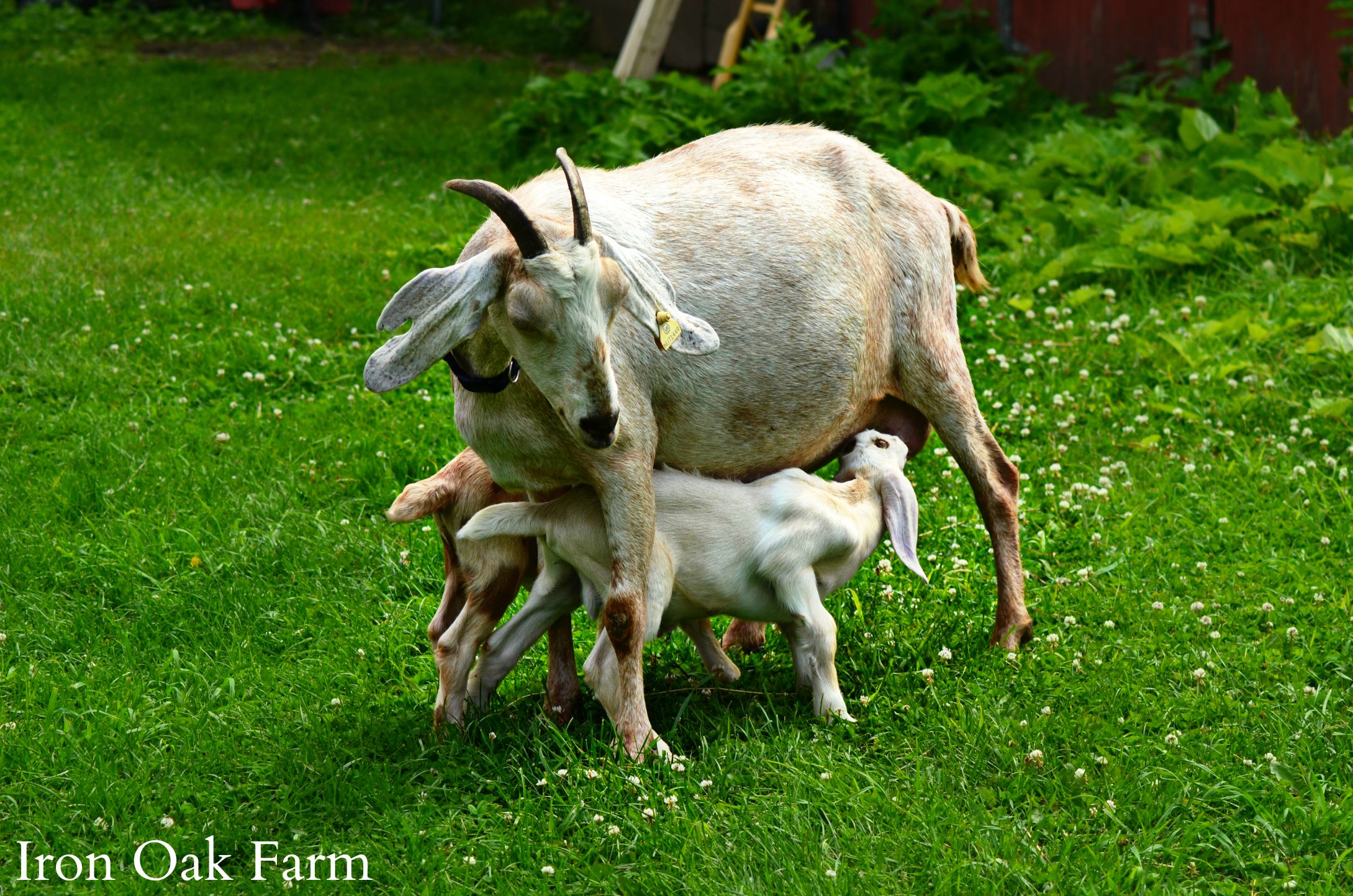 Dairy Goat Breeds In The Philippines at Tom Castillo blog