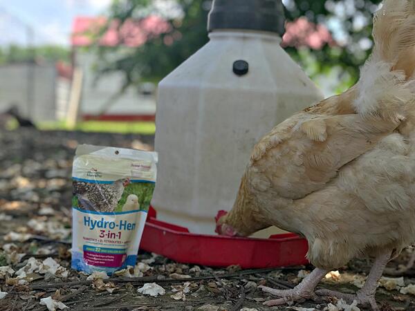 Small Thermometer  Chickens For Backyards