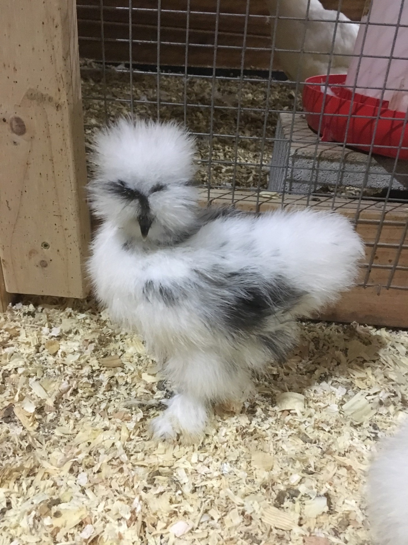 Types Of Chickens Silkie Breed