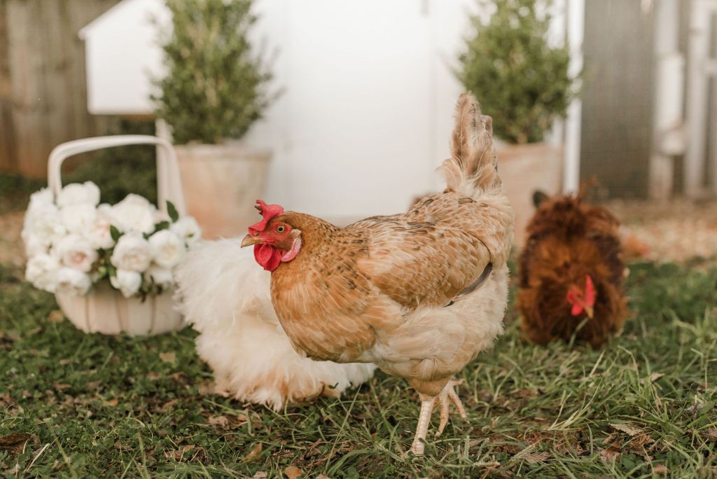 What To Expect When You Keep A Rooster In Your Flock - A Chick And Her  Garden