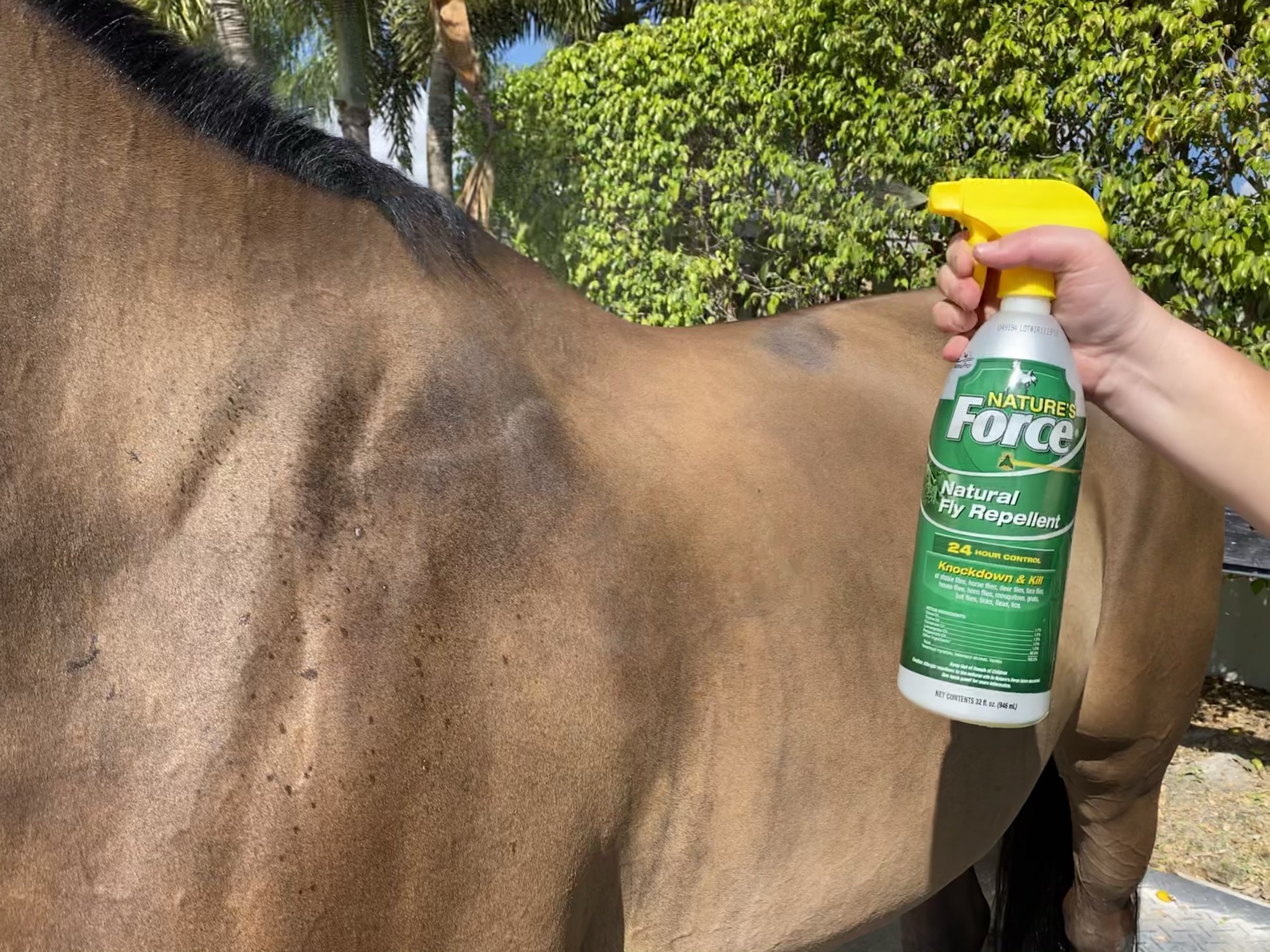 Fly control on sale for horses