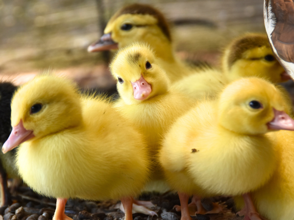 How to Raise Baby Ducks