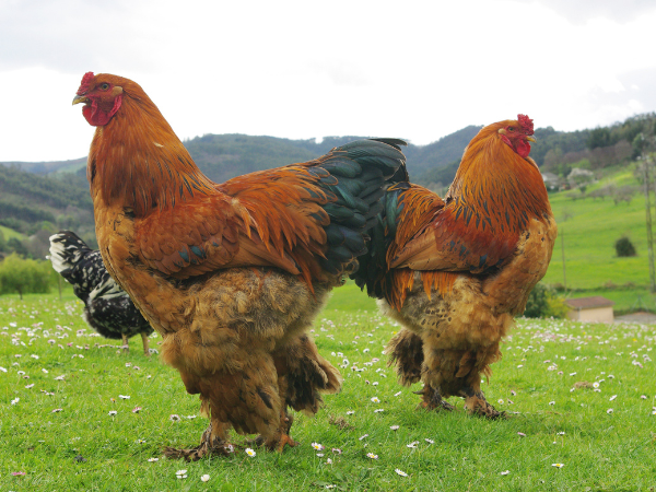 A Comprehensive Guide To Giant Brahma Chickens Manna Pro