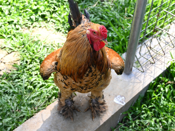 The Brahma chicken. All about the gentle giant. - Cluckin