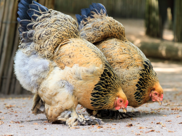 ChickenFlock, Giant Brahma Rooster!🐓 #brahma #rooster #pullet #pullets  #hen #hens #hensofinstagram #chicken #chickens #chickensofig  #chickensofins