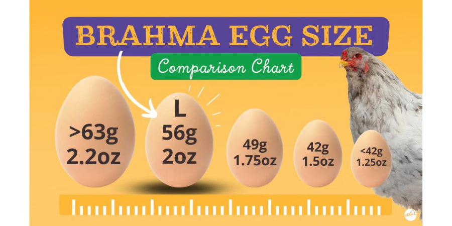 A Complete Guide of Brahma Chicken - East Man Egg