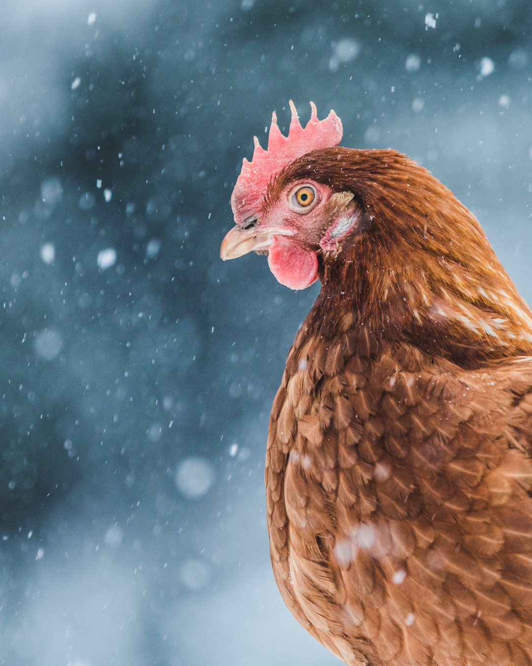 Winter Coop Supplies for Chickens