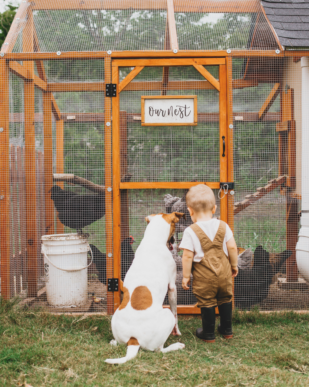 NEW Chicken Treats!