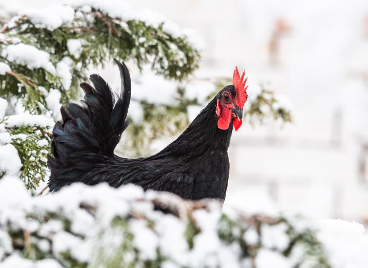 chicken in pine tree